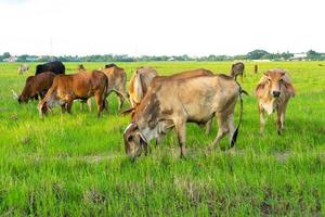 grupo de vacas comem a grama no grande campo com o plano de fundo da cidade foto