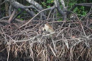 o foco seletivo no macaco fica nas raízes dos manguezais e come melancia com uma selva borrada no fundo foto