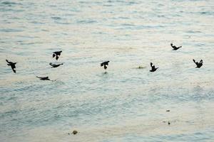 grupo de pássaros em movimento borrado voando sobre a superfície do rio foto