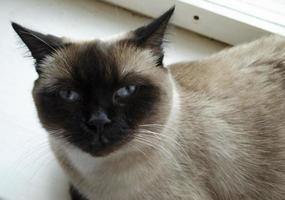 birmanês gato sentado às casa e olhando às janela. foto