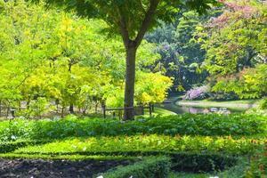 brilhante luz e beleza, fresco verde, grande árvore dentro parque, Bangkok, Tailândia foto