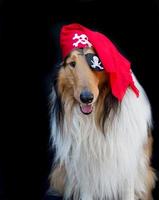 retrato do uma dourado collie cachorro vestido Como uma pirata foto