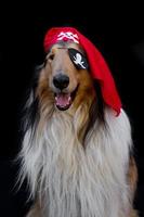 retrato do uma dourado collie cachorro vestido Como uma pirata foto