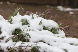 neve coberto lavanda plantar foto