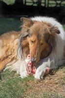 retrato do dourado collie cachorro com uma osso com cru carne carregando vomitar dieta foto