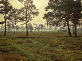 lindo arroz campo com e grande árvore paisagem, foto