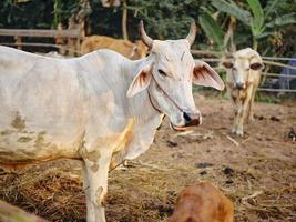 vacas Fazenda dentro tailândia, sudeste Ásia. foto