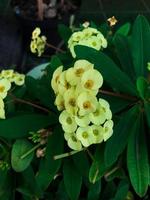 fechar acima eufórbio flor floresce dentro a jardim foto