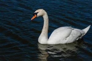 lindo cisne flutua no lago foto