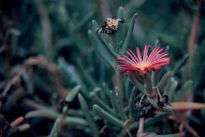 pequeno flor caloroso verão dia dentro a jardim contra a pano de fundo do verde folhas foto