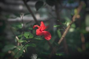 vermelho hibisco flor em uma fundo do verde folhas aceso de uma caloroso Sol foto