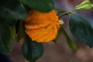 laranja decorativo fruta em uma fundo do verde folhas dentro fechar-se foto