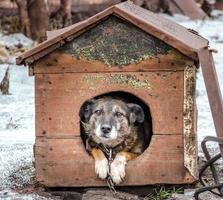 cachorro em uma casinha de cachorro foto