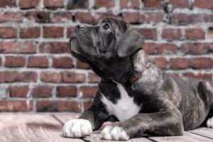 cachorrinho preto e branco com fundo de parede de tijolos foto