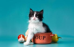 gato com uma tigela de sopa foto