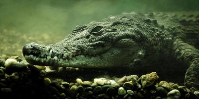 close-up subaquático de crocodilo