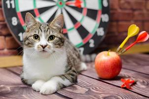 gato com dardos e maçã foto