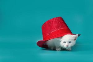 gato branco sob um chapéu