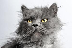 gato cinza com olhos amarelos foto
