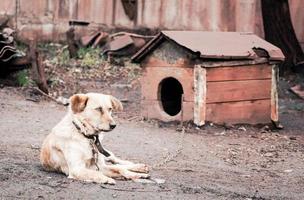 cachorro com uma casinha de cachorro foto