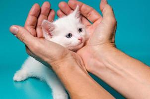 gatinho branco nas mãos foto