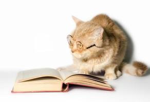 óculos de leitura em um gato com um livro foto