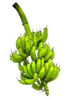 uma grupo do verde bananas isolado com uma em branco fundo foto