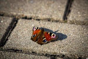 borboleta em a concreto cinzento cidade calçada dentro fechar-se foto