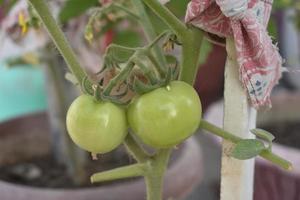 verde tomates em a plantar foto