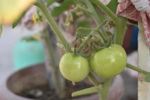 verde tomates em a plantar foto