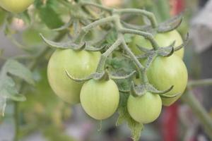 verde tomates em a plantar foto