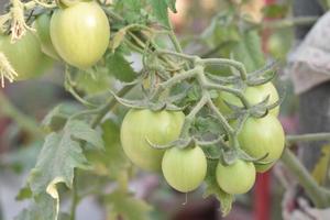 verde tomates em a plantar foto