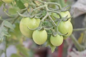 verde tomates em a plantar foto