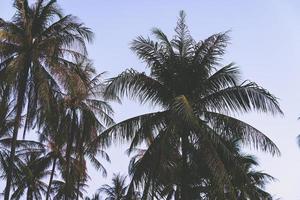 silhueta de palmeiras foto