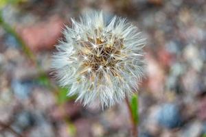 dente-de-leão de sementes de flores silvestres em prado de fundo foto