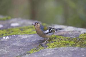 comum tentilhão fringilla coelebs dentro natural meio Ambiente foto