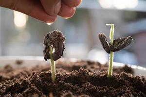 árvore sementes crescer dentro fertil solo e agricultores água a árvores natural meio Ambiente preservação conceito. foto