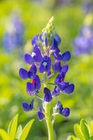 lupinus texensis floresce venha dentro vários tons do azul. foto