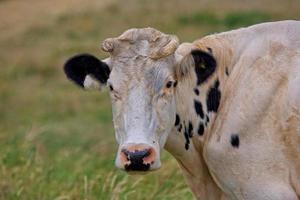 retrato do uma Preto e branco vaca em uma pasto em uma verão dia foto