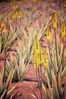 natural ampla aloés crescendo em uma Fazenda em a canário ilha fuetaventra dentro Espanha dentro uma natural habitat foto