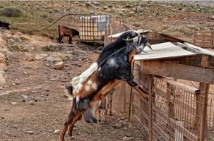 pacífico domar bode animais em uma Fazenda em canário ilha fuertaventra foto