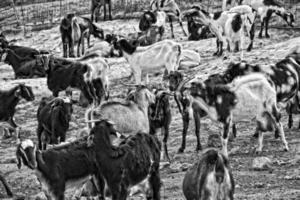 pacífico domar bode animais em uma Fazenda em canário ilha fuertaventra foto