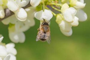 fechar acima do abelha encontro pólen em branco acácia árvore florescendo foto