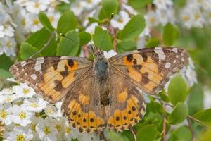 prata lavado fritilar borboleta sentado em branco spiraea florescendo foto