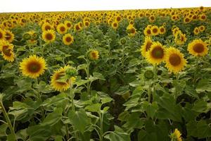 brilhante amarelo girassol flor uma lindo panorama plantação inalterado foto