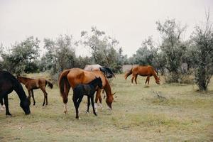 rebanho do cavalos pastar em a Fazenda foto