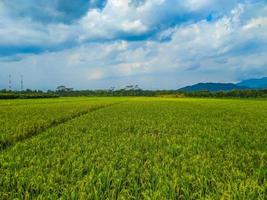 panorama arroz Campos e azul céu. foto