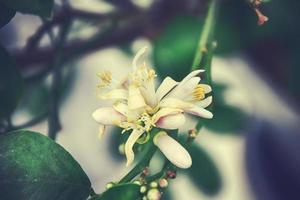 pequeno branco limão flor entre verde folhas em a árvore dentro natural habitat foto