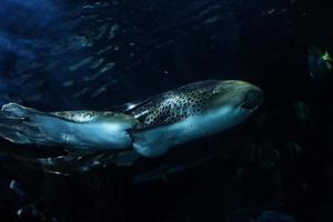 tubarões natação dentro uma ampla aquário às a tenerife jardim zoológico dentro Espanha foto