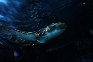 tubarões natação dentro uma ampla aquário às a tenerife jardim zoológico dentro Espanha foto